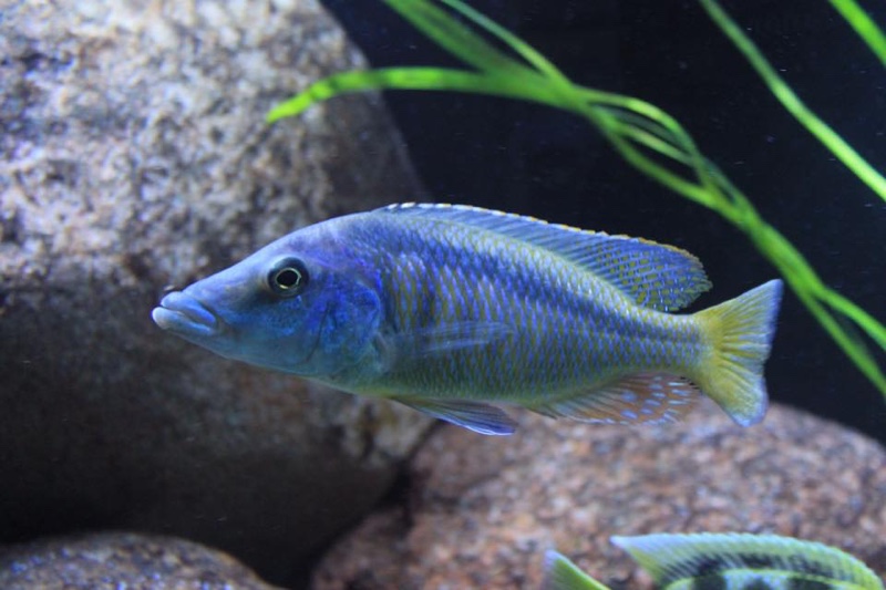 Mylochromis lateristriga 'Chimwalani Reef'